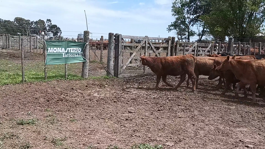 Lote 14 Vaquillonas en Buenos Aires, 30 de Agosto