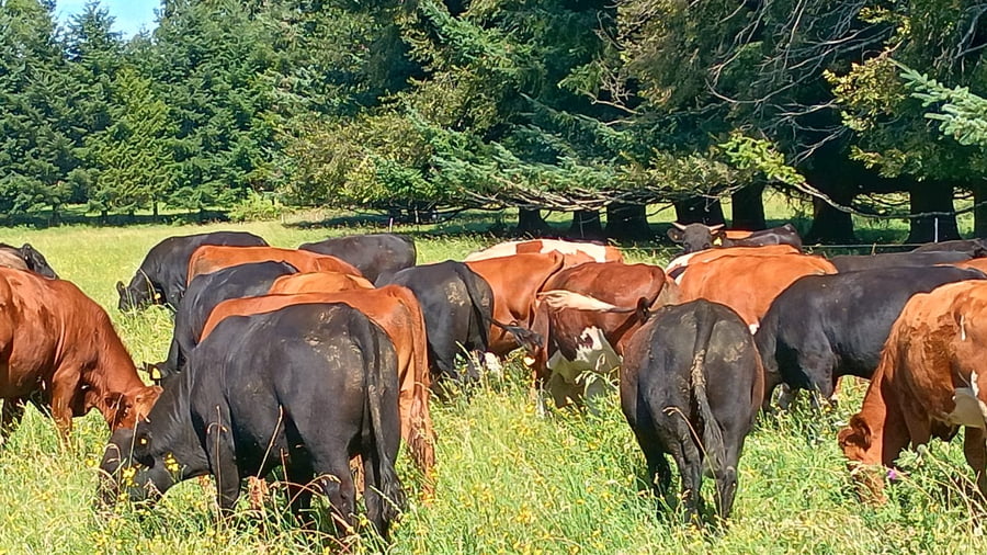 Lote 53 Novillo Engorda en Purranque, X Región Los Lagos