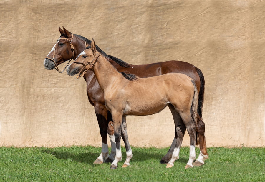 Lote TEKOREI NOSTALGIA RP 2