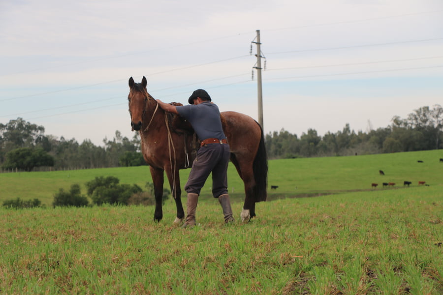 Lote SANTA GLORIA FLOR DEL PAGO