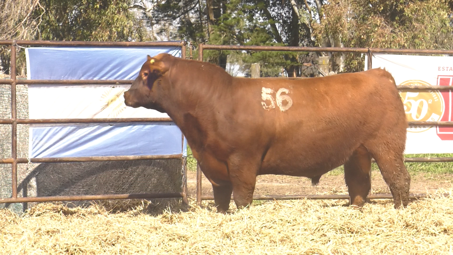Lote TOROS ANGUS COLORADOS PC