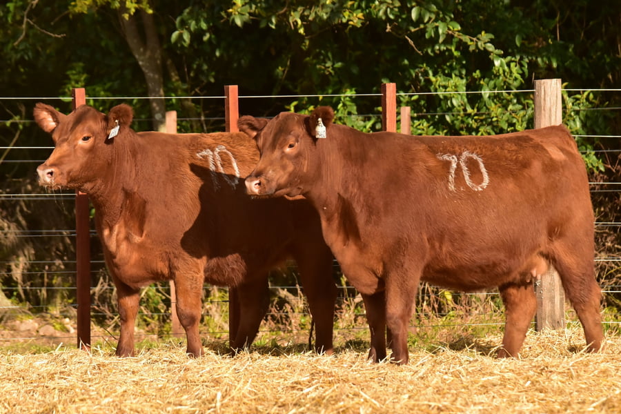 Lote VAQUILLONAS ANGUS PC PRIMAVERA