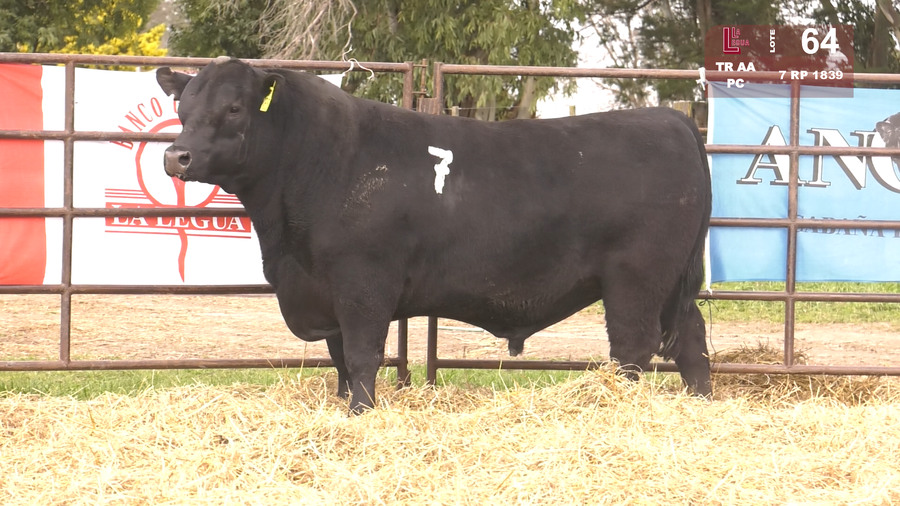 Lote TOROS ANGUS NEGROS  PC