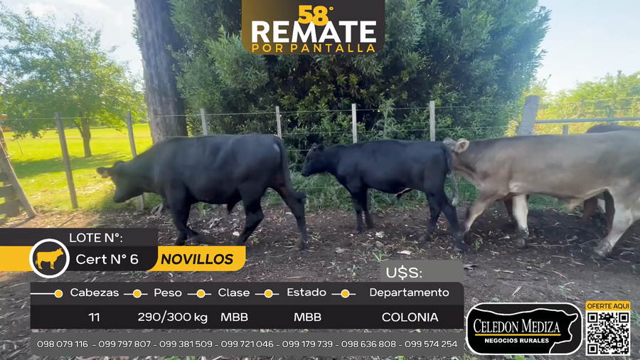 Lote 11 Novillos en Tarariras, Colonia