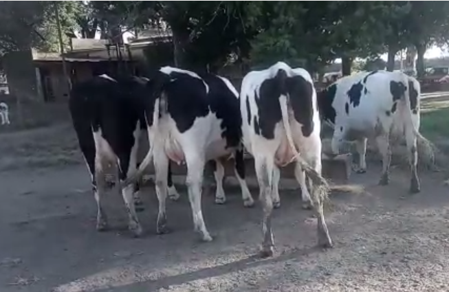 Lote 4 Vaquillonas preñadas en Rafaela, Santa Fe