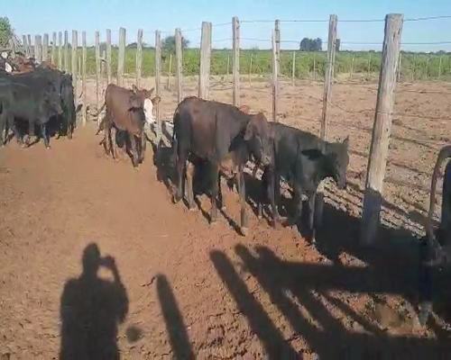 Lote 90 Terneras en Capital, Santiago del Estero