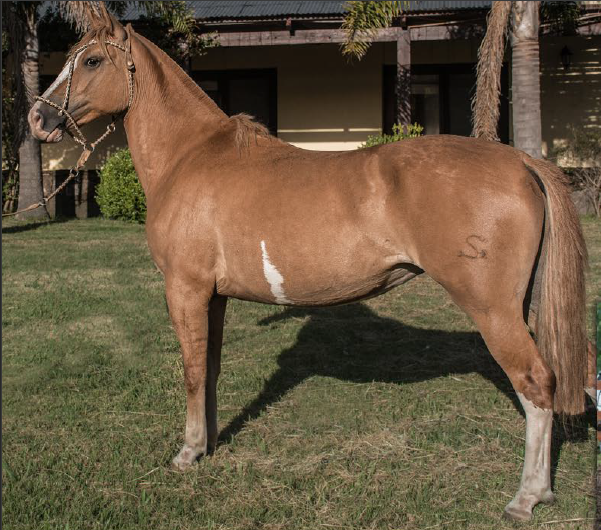 Lote REMIXADA DEL MAVIAL