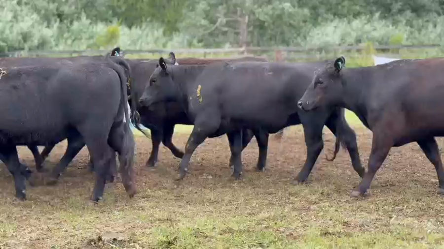 Lote 10 Vaquillonas preñadas