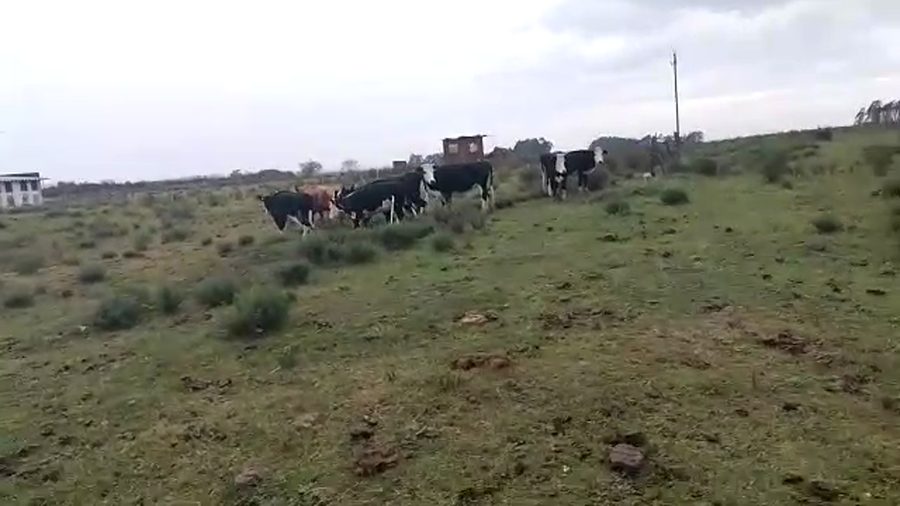 Lote vacas invernada 8