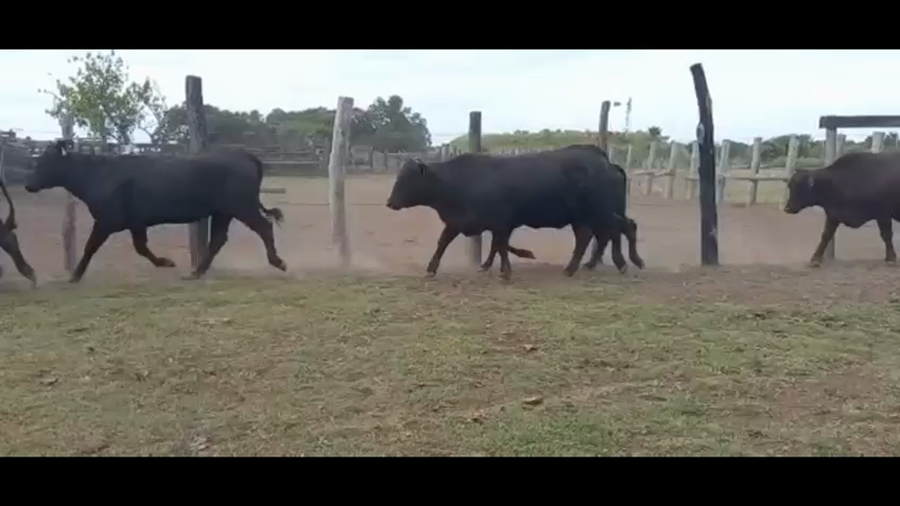 Lote 31 Vaquillonas preñadas en Puero Tirol, Chaco