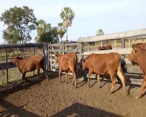 Lote Vaquillonas Preñadas Brangus