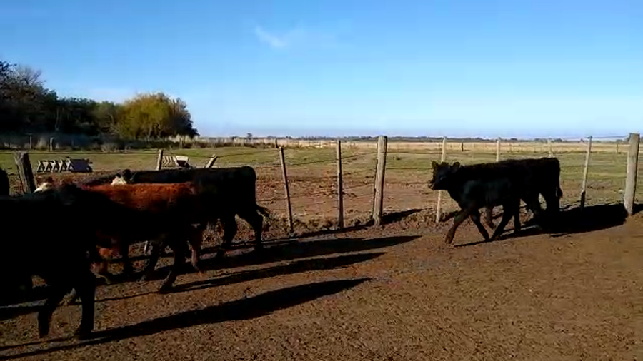 Lote 65 Terneras en Mayor Buratovich, Buenos Aires