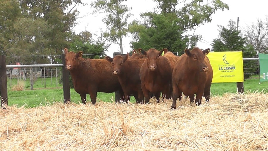 Lote VAQUILLONAS ANGUS PC PARICIÓN PRIMAVERA