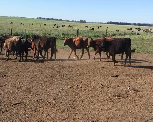 Lote 70 Terneros/as en Coronel Suarez, Buenos Aires