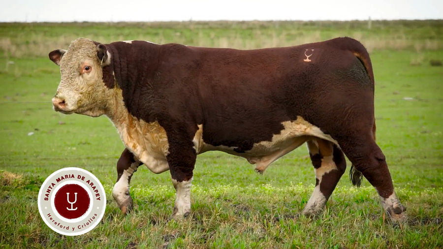 Lote TOROS SANTA MARIA DE ARAPEY