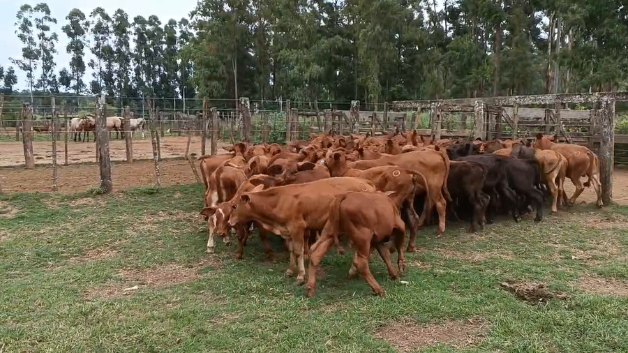 Lote 125 Terneros en Ituzaingó, Corrientes