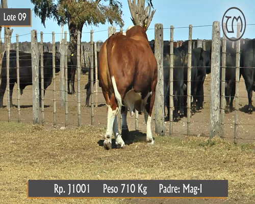 Lote TORO BRAFORD
