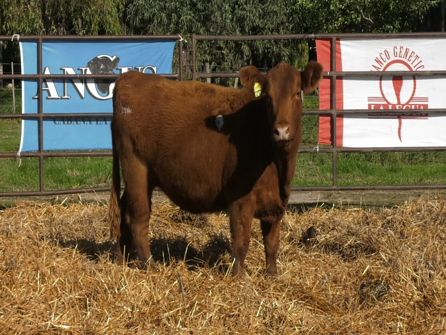 Lote VAQUILLONAS ANGUS  PP