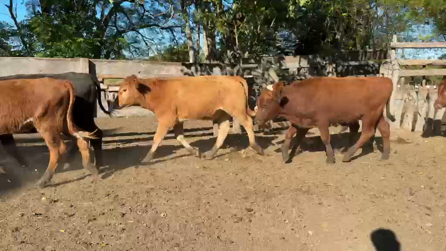 Lote 60 Terneros