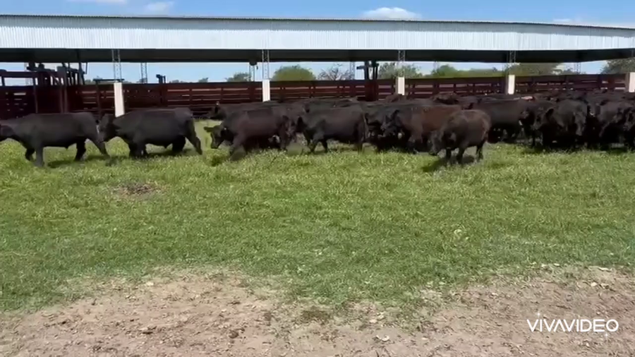 Lote 45 Novillitos