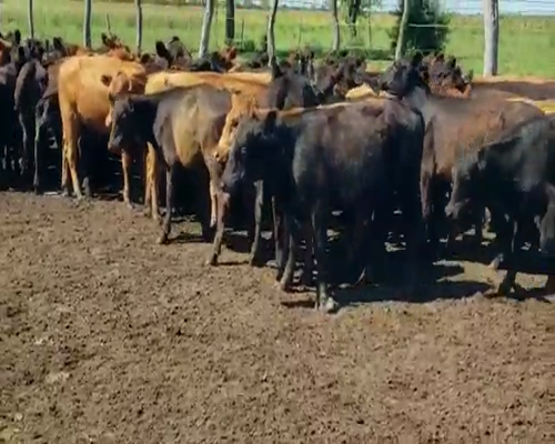 Lote 70 Terneros/as en Villaguay, Entre Ríos