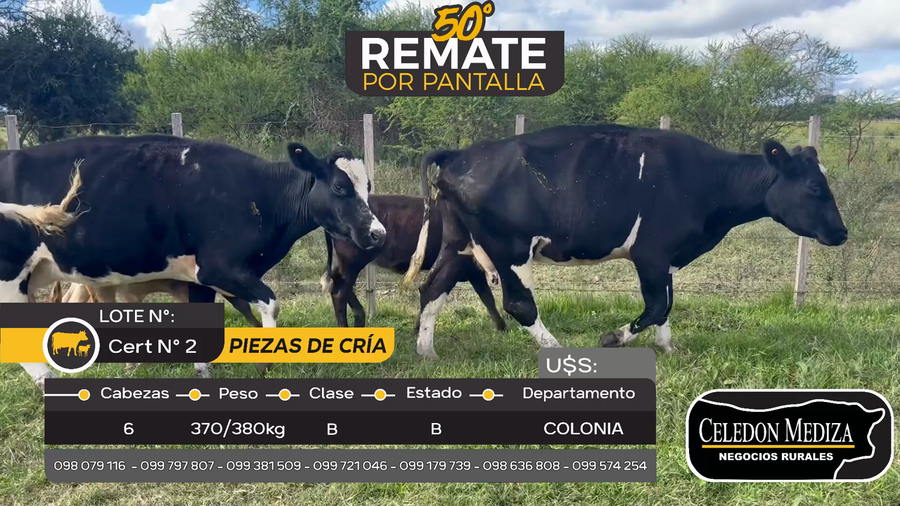 Lote 6 Piezas de cría en Nueva Palmira, Colonia