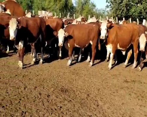 Lote 100 Novillos en Villaguay, Entre Ríos