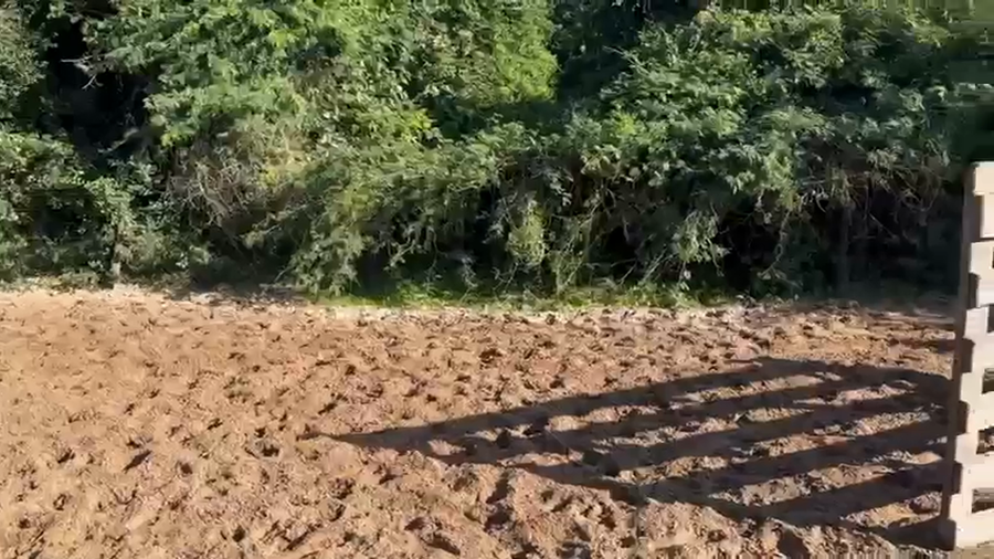 Lote 57 Vacas CUT preñadas en Corrientes, San Roque