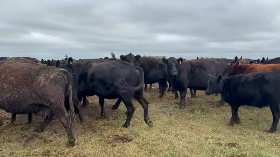 Lote 105 Terneras en Buenos Aires, Balcarce