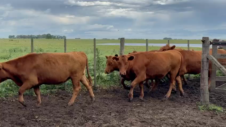 Lote 30 Vaquillonas PC C/ gtia de preñez