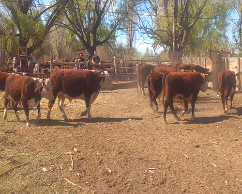 Lote TERNEROS/AS DE INVERNADA "Est. Don Francisco de Saraleguy José Luis"