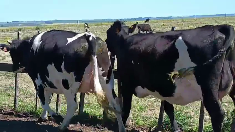 Lote 2 Vaquillonas  a remate en Pantalla Camy 500kg - , San José