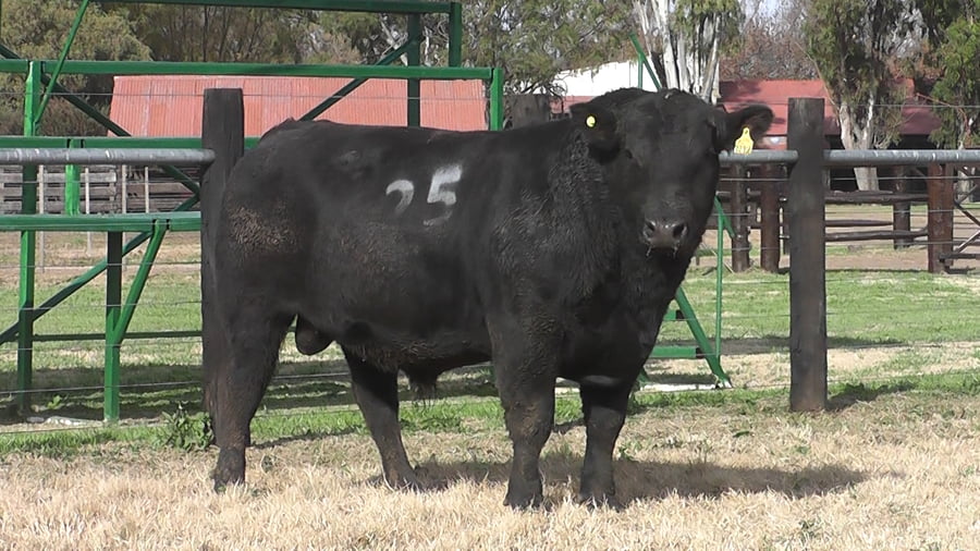 Lote TOROS ANGUS PC