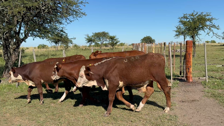 Lote 0 Terneros en Corrientes, Curuzú-Cuatiá