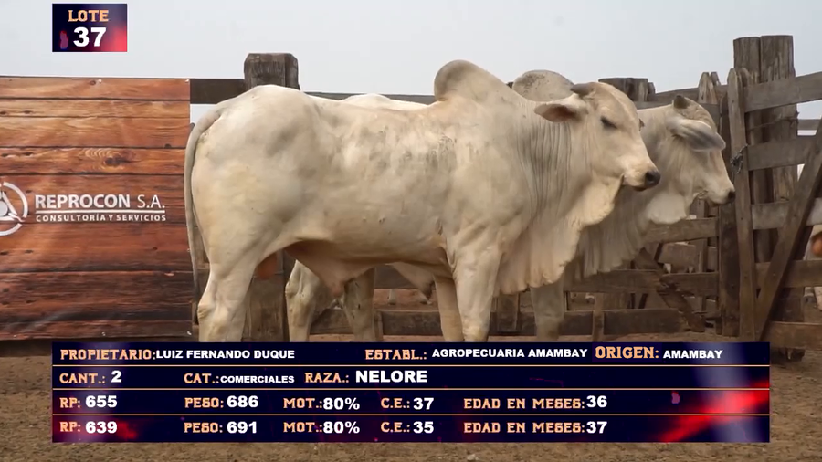 Lote AGROPECUARIA AMAMBAY LOTE 37