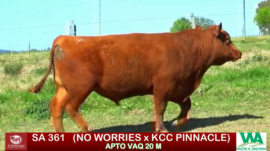 Lote Toros a remate en ANGUS EL REBENQUE, Florida