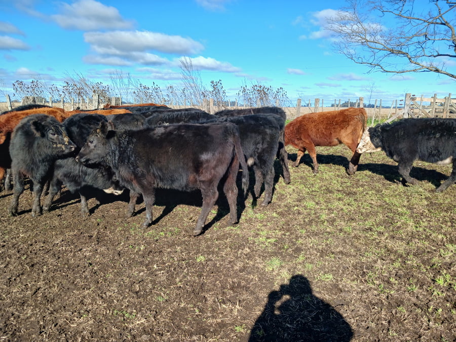 Lote 26 Novillitos en Rauch