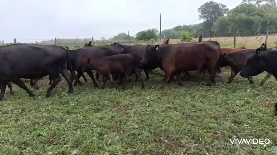 Lote 54 AL CTE (MEDIO USO)