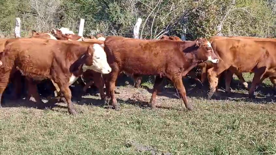 Lote 80 Terneros/as en Corrientes, Curuzú-Cuatiá