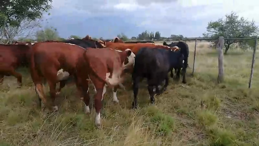 Lote 37 Novillos en Federal, Entre Ríos