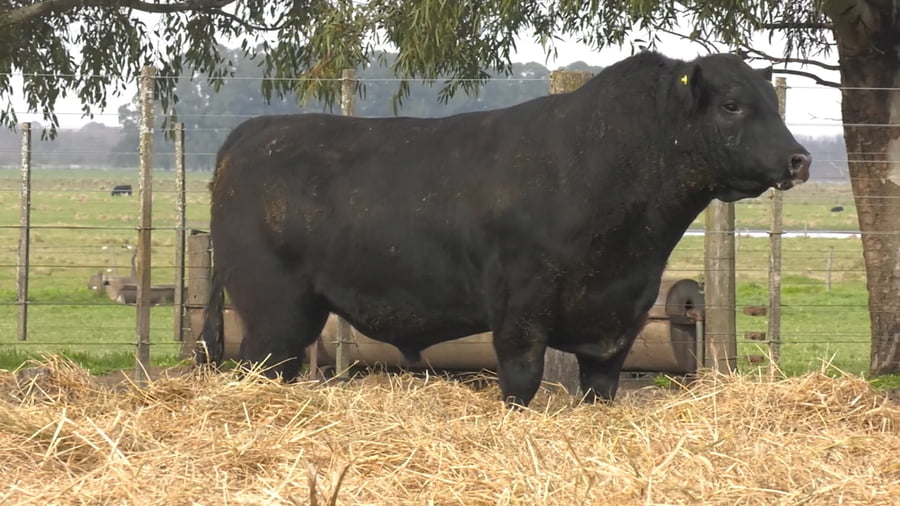 Lote TOROS PUROS POR CRUZA