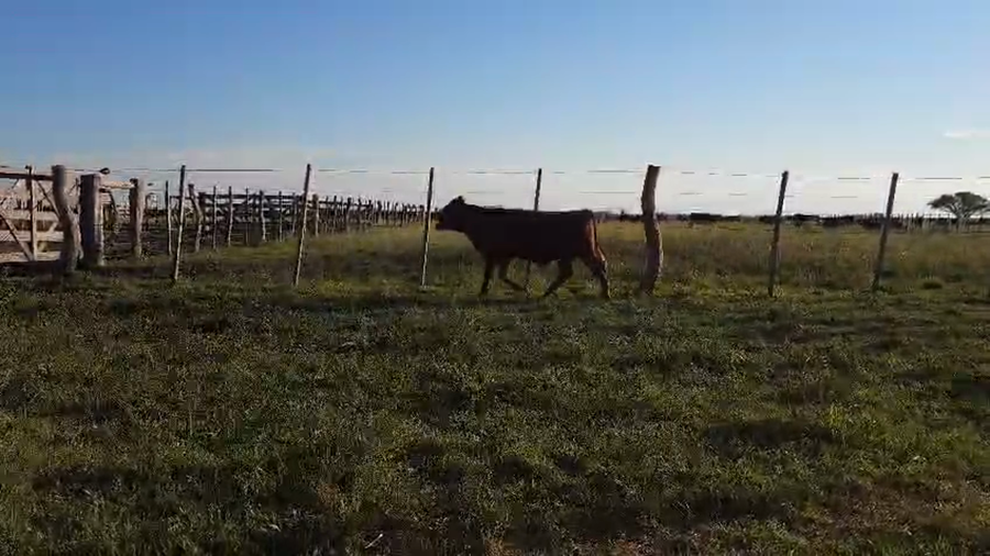 Lote 23 Terneros/as en Entre Ríos, El Redomón