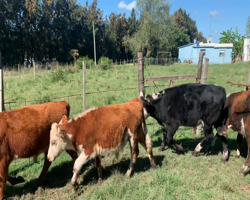 Lote Terneros