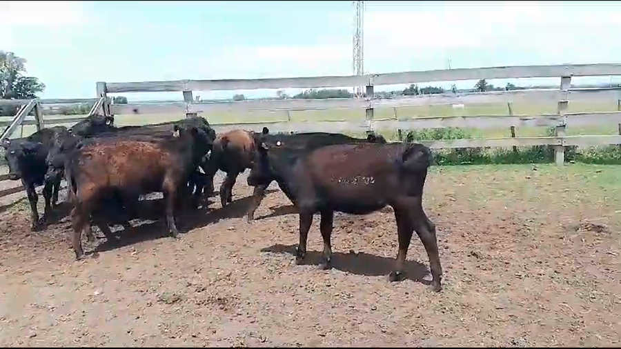 Lote (Vendido)10 Terneros y Terneras Cr AA a remate en Pantalla Camy en Chamizo