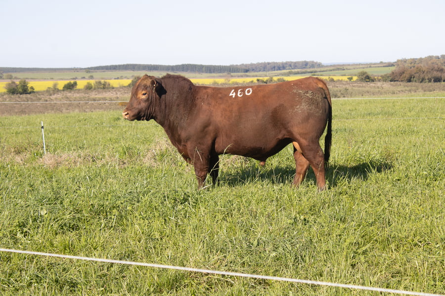 Lote 35