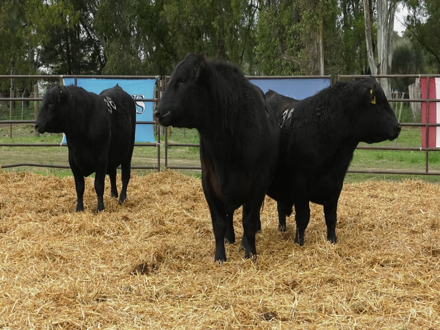 Lote TOROS ANGUS NEGROS PC