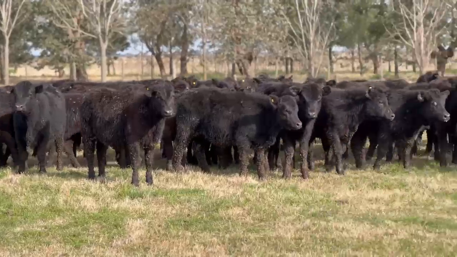 Lote 100 Terneras