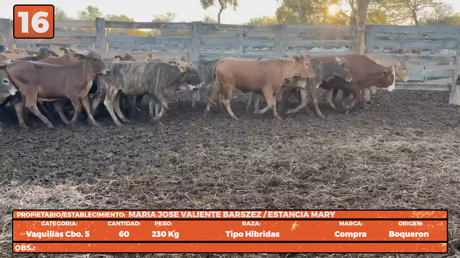 Lote LOTE 16