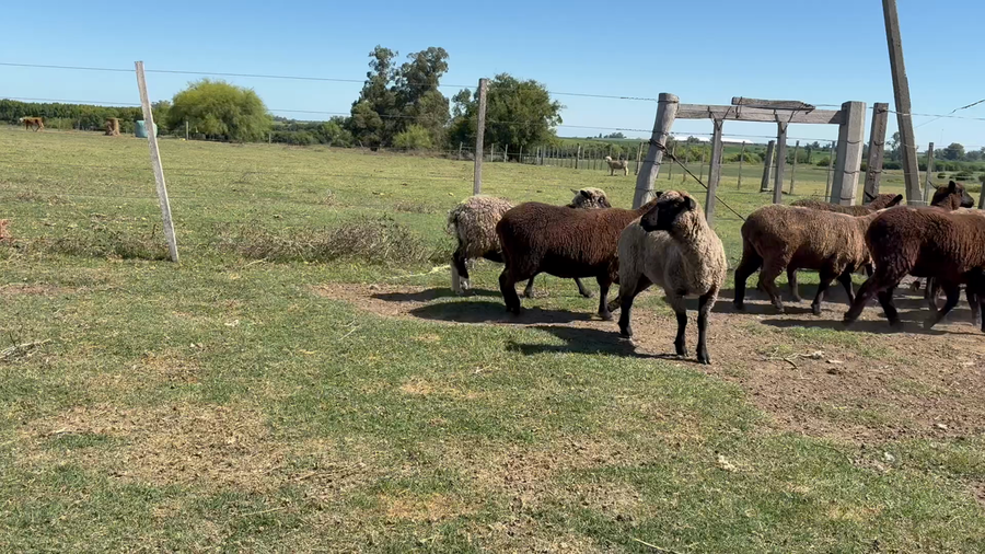 Lote BORREGAS Y OVEJAS