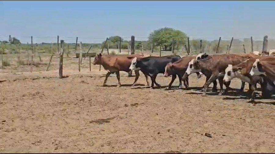 Lote 35 Novillos en Córdoba, Villa de María